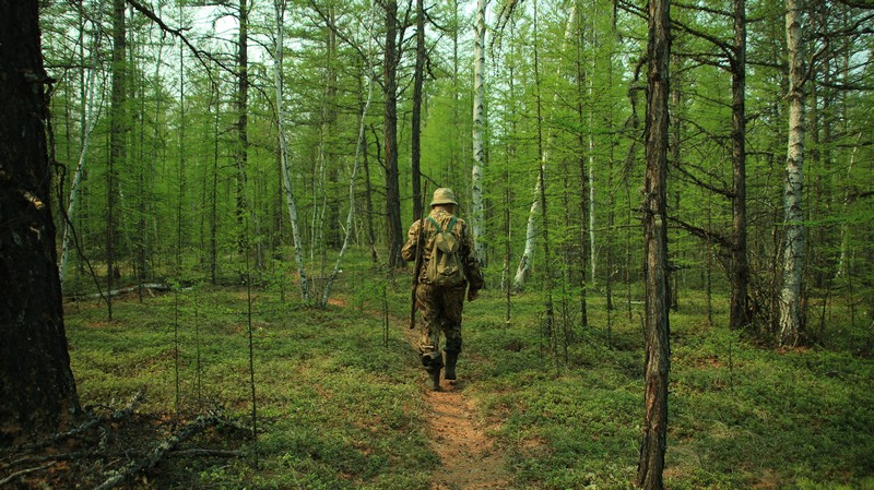 Одним из актуальных вопросов прокурорского надзора остается защита законных интересов Российской Федерации в области лесных отношений.