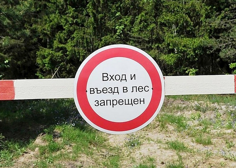 В Саратовской области ввели ограничения на пребывание граждан в лесах.