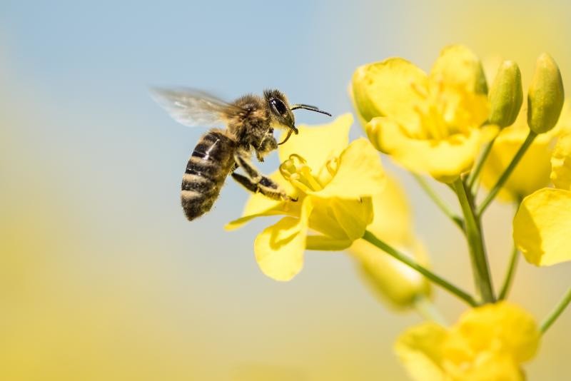 Управление Россельхознадзора напоминает о требованиях ФЗ «О пчеловодстве в Российской Федерации», при применении ядохимикатов.