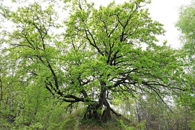 «Шагающие дубы» из Красноармейского района включили в реестр удивительных деревьев России.